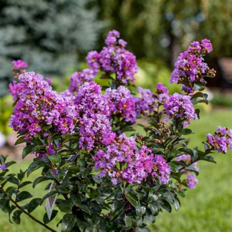 The symbolism of purple magic canary myrtle in weddings and celebrations